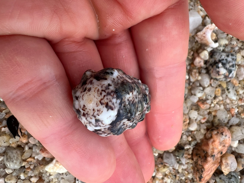 Morum tuberculosum