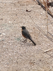 Turdus migratorius