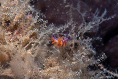 Flabellina