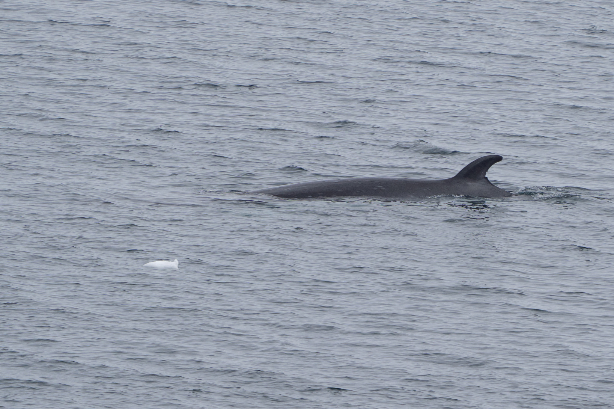 Balaenoptera bonaerensis