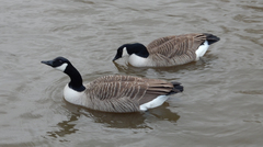 Branta canadensis
