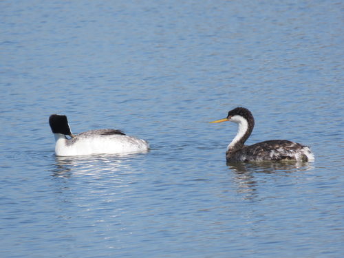 iNaturalist observation photo of Western × Clark's Grebe