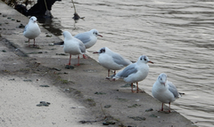 Chroicocephalus ridibundus