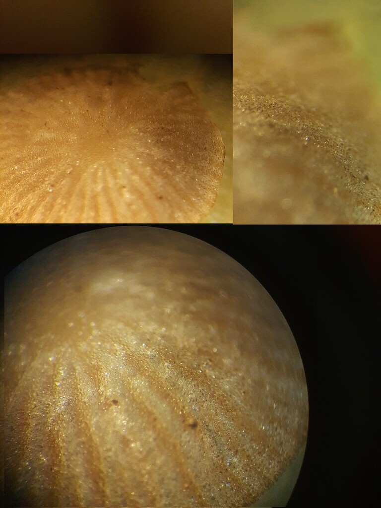 Psathyrella pygmaea