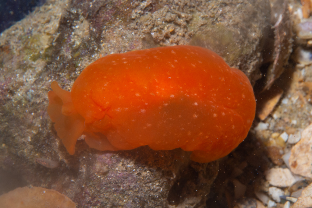 Lemon pleurobranch