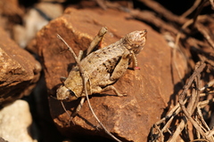 Nocaracris bulgaricus