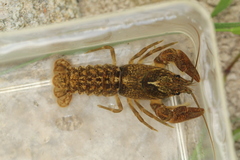 Austropotamobius torrentium