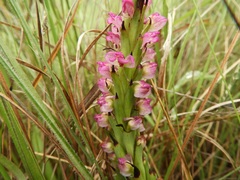 Disa aequiloba