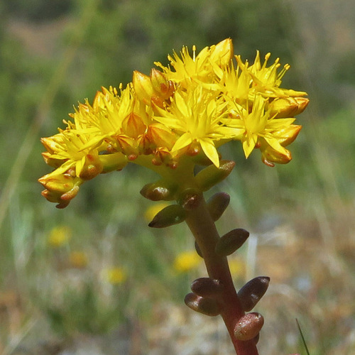 Leiberg stonecrop (Sedum leibergii)
