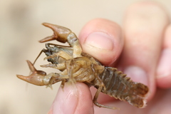 Austropotamobius torrentium