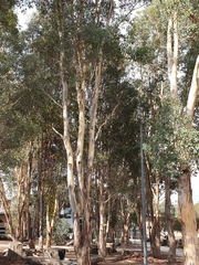 Eucalyptus melliodora