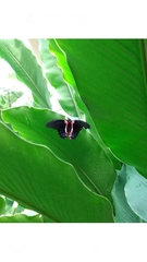 Papilio rumanzovia