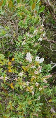 Veronica topiaria
