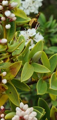 Veronica topiaria