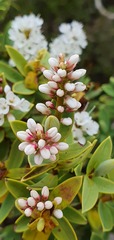 Veronica topiaria