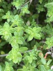 Galium californicum