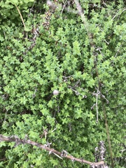 Galium californicum