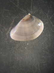 Donax texasianus