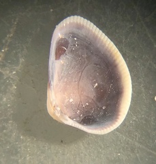 Donax texasianus