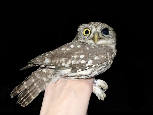 Athene noctua