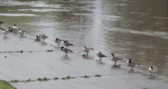 Branta canadensis