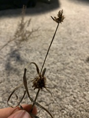 Cyperus lupulinus