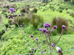 Verbena incompta