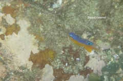 Stegastes flavilatus