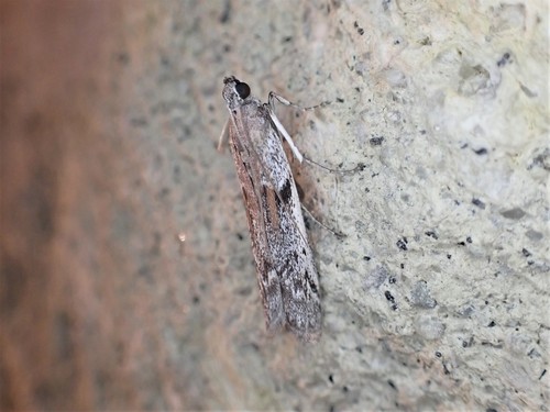 Senecio blue stem borer photo 4