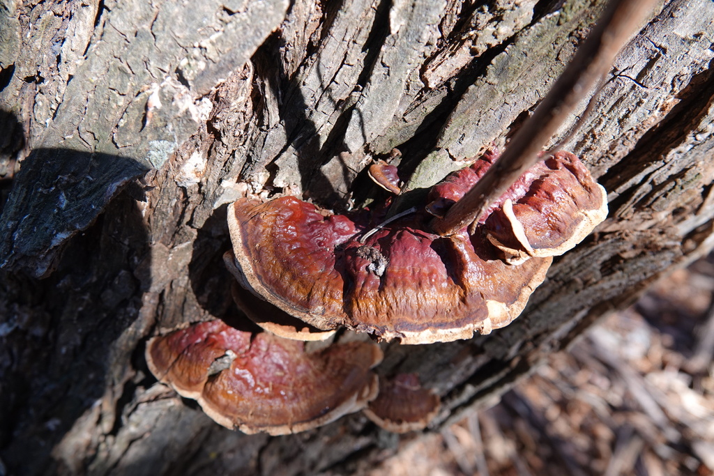 Ganoderma sessile · February 2026 · photo: © jthomlinson (iNaturalist, cc-by)