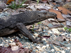 Varanus rudicollis