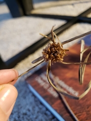 Cyperus lupulinus