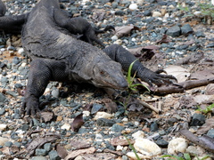 Varanus rudicollis