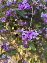 Hardenbergia