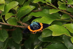 Milionia zonea pryeri