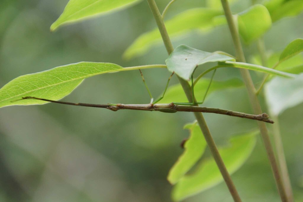 Stick Insects from Quzhou, Zhejiang, China on June 10, 2014 at 12:21 PM ...