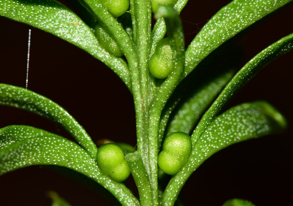 Tmesipteris vieillardii