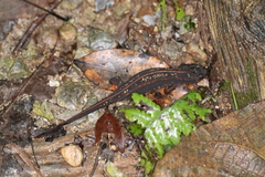 Cynops ensicauda popei