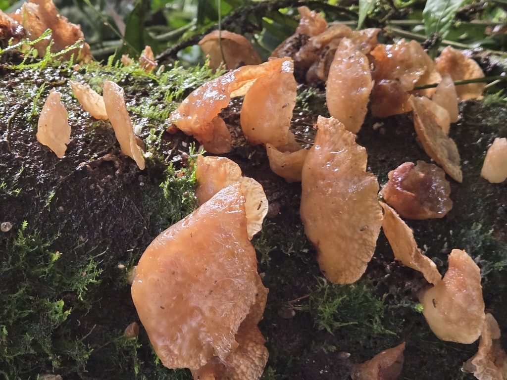 Auricularia delicata · February 2026 · photo: © camperb (iNaturalist, cc-by)
