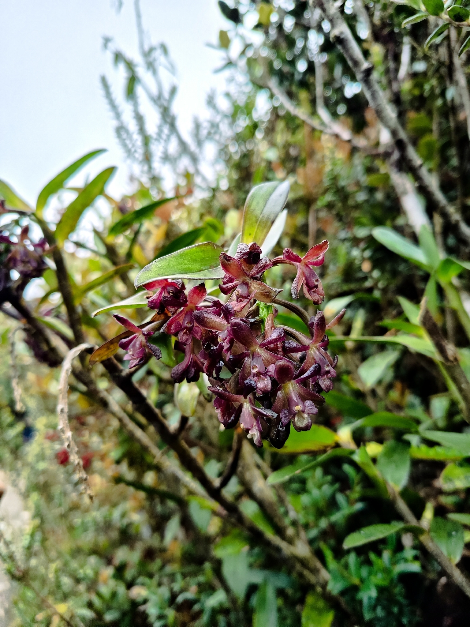 Epidendrum molanoi Rinc.-González, M.F.Escal., E.Santiago & J.S.Moreno