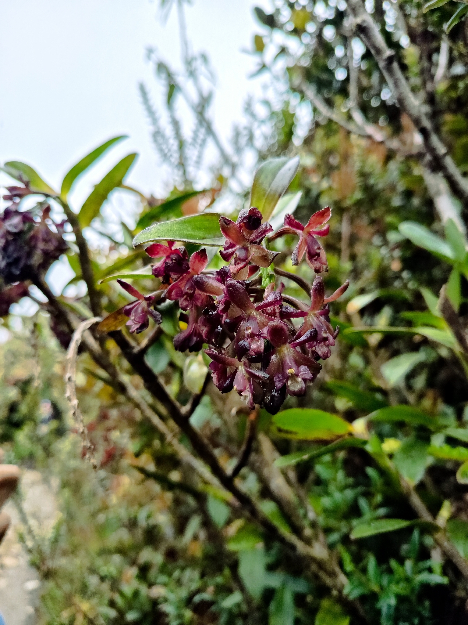 Epidendrum molanoi Rinc.-González, M.F.Escal., E.Santiago & J.S.Moreno 2