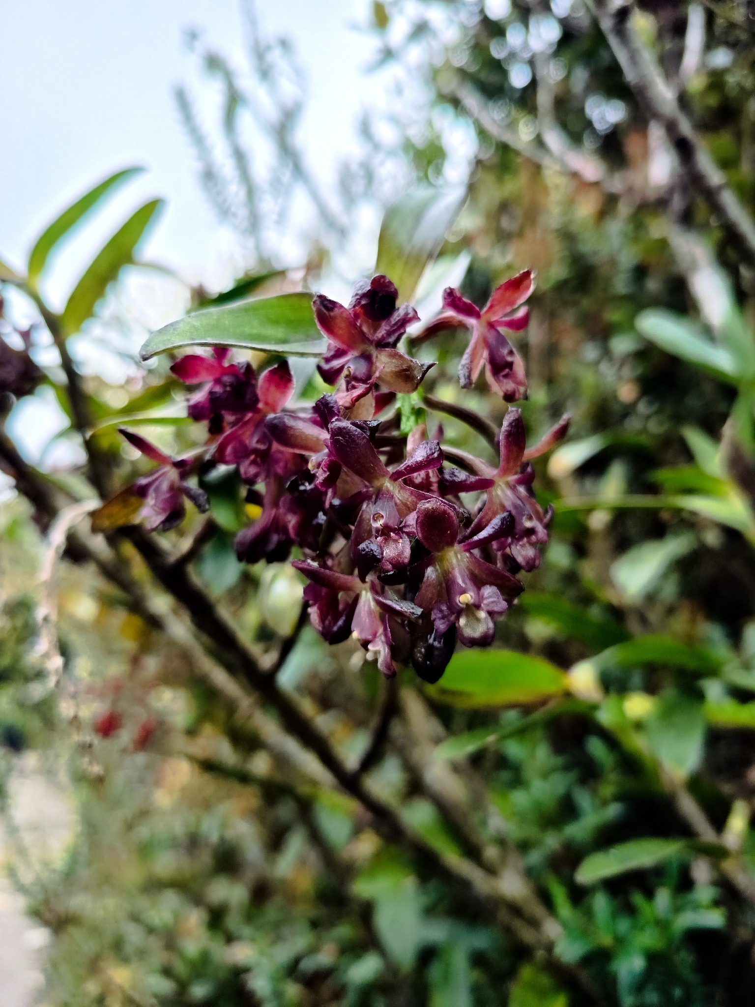 Epidendrum molanoi Rinc.-González, M.F.Escal., E.Santiago & J.S.Moreno 3