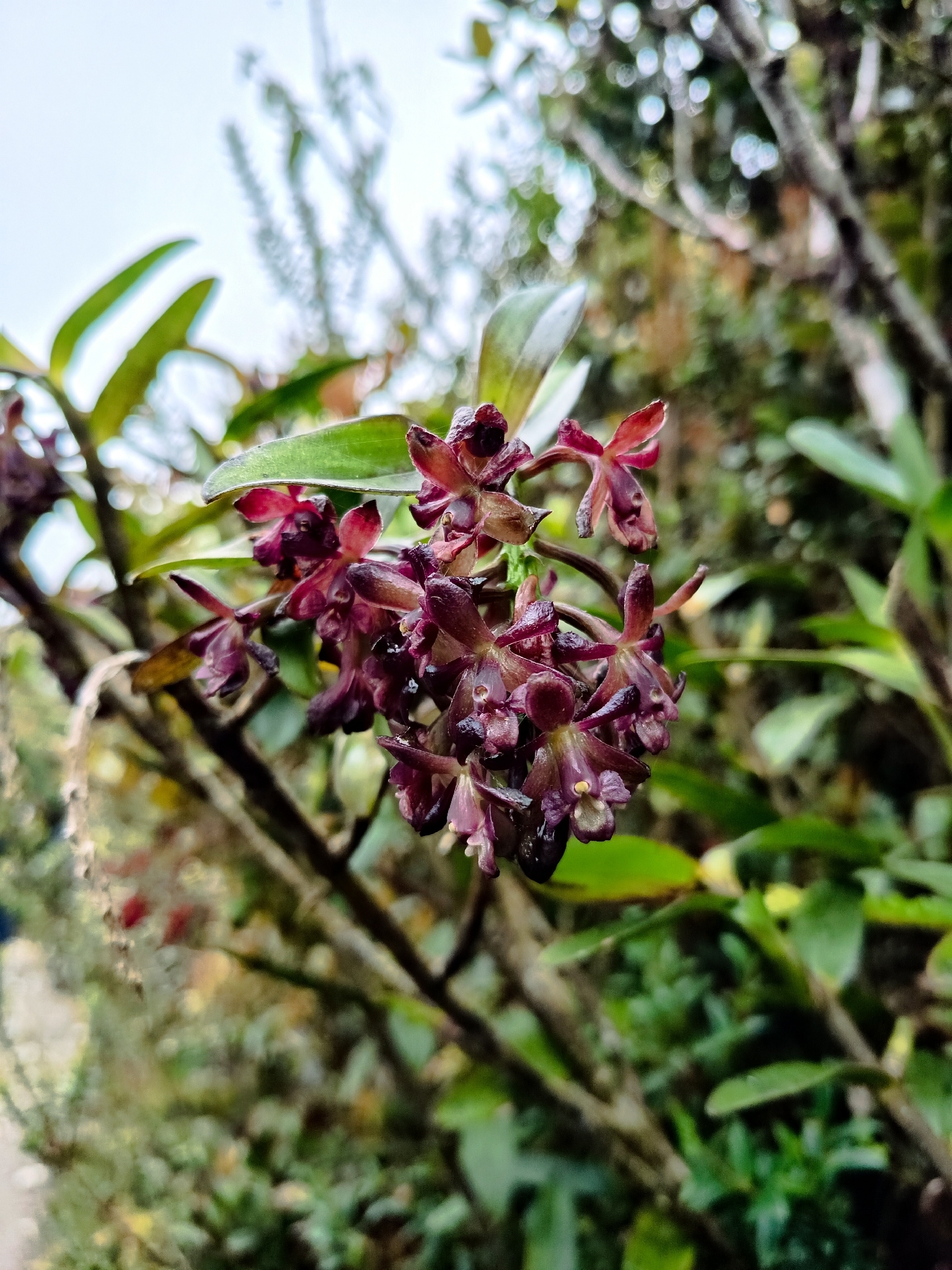 Epidendrum molanoi Rinc.-González, M.F.Escal., E.Santiago & J.S.Moreno 4