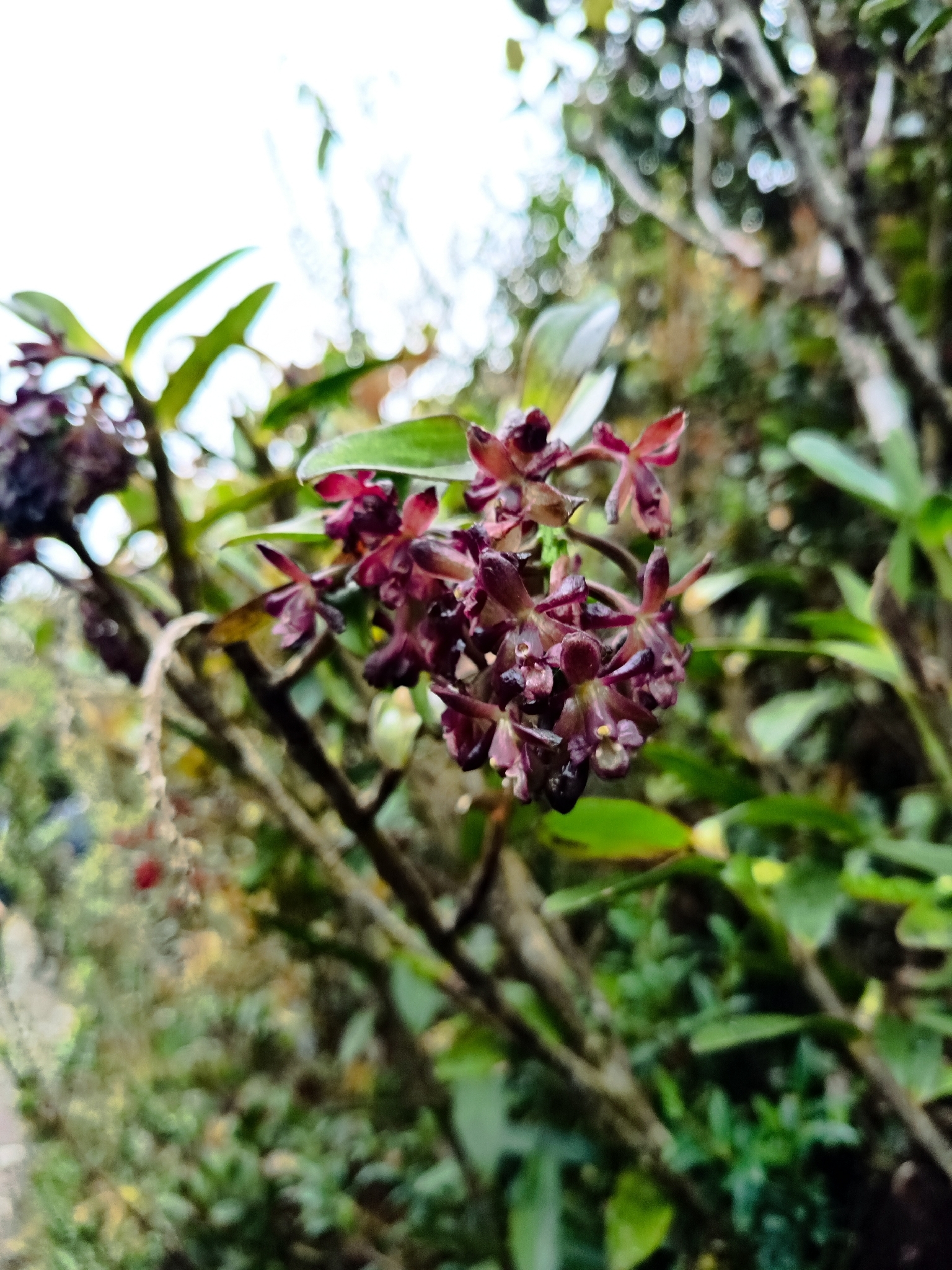 Epidendrum molanoi Rinc.-González, M.F.Escal., E.Santiago & J.S.Moreno 5