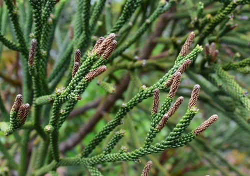 Araucaria-like Podocarp