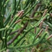 Dacrydium araucarioides - Photo (c) Joey Santore, some rights reserved (CC BY-NC), uploaded by Joey Santore