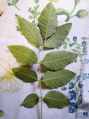 Fraxinus americana