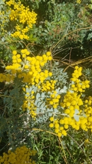 Acacia cultriformis