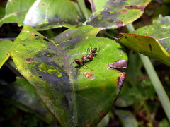 Colobopsis explodens