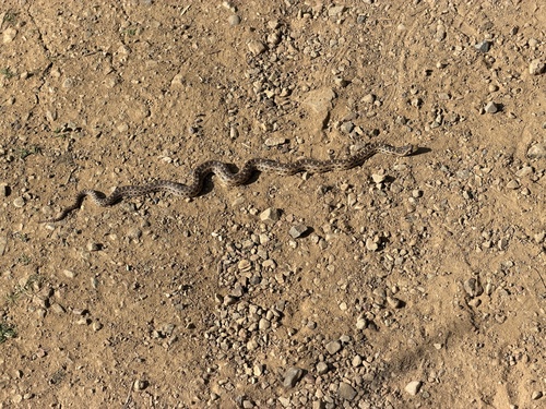 Gopher Snake